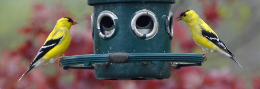 bird feeder