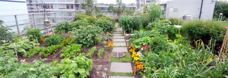 garden on a roof