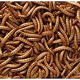 2KG WILD BIRD DRIED MEALWORMS