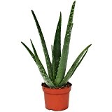Aloe Vera - Live Potted House Plant