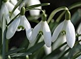 SPECIAL OFFER 100 Single snowdrops actively growing for this spring